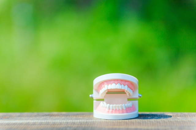 入れ歯の保険と自費の違いは？値段・見た目・使いやすさ・耐久性で比較！